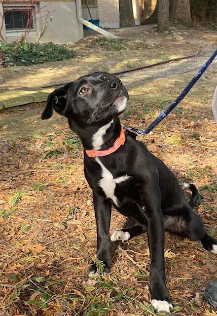 Enlarge Zora, a ADOPTABLE mixed breed in Appin, ON image 1/6