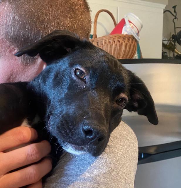 Enlarge Zora, a ADOPTABLE mixed breed in Appin, ON image 6/6