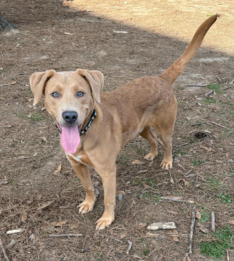 Enlarge Sidney, a Adoptable mixed breed in Little Rock, AR image 1/2