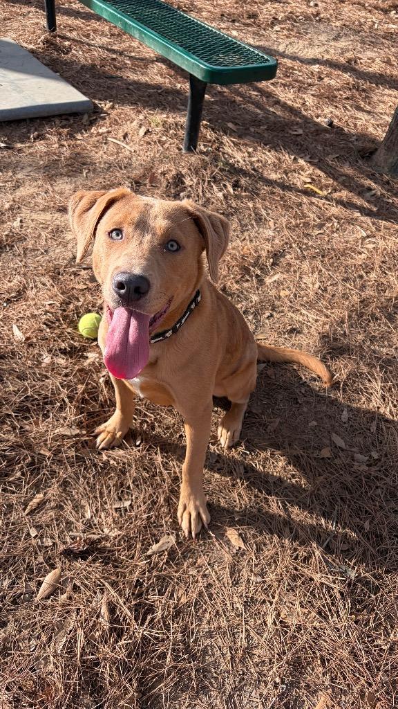 Enlarge Sidney, a Adoptable mixed breed in Little Rock, AR image 2/2