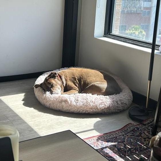 Matilda, Adoptable, Senior Female Mixed Breed.
