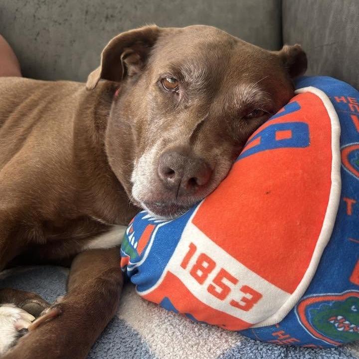 Enlarge Matilda, a Adoptable Mixed Breed in Gainesville, FL image 2/6