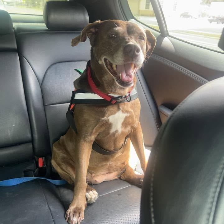 Enlarge Matilda, a Adoptable Mixed Breed in Gainesville, FL image 3/6