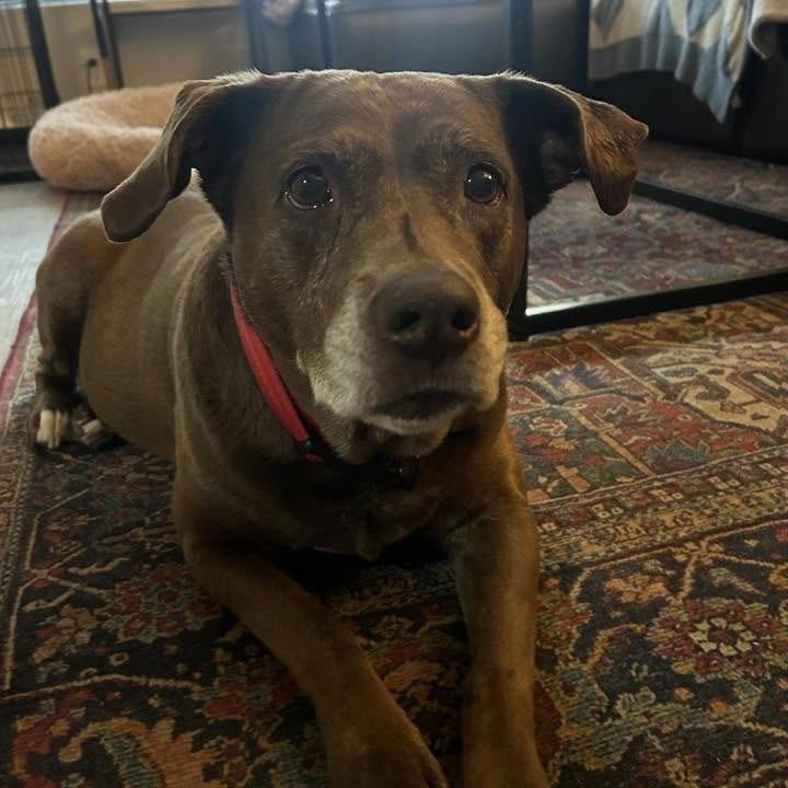 Enlarge Matilda, a Adoptable Mixed Breed in Gainesville, FL image 4/6