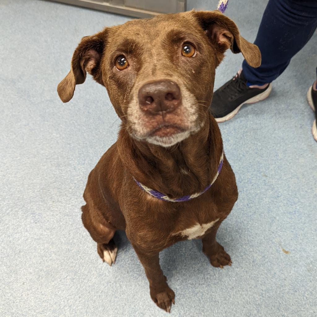 Enlarge Matilda, a Adoptable Mixed Breed in Gainesville, FL image 5/6