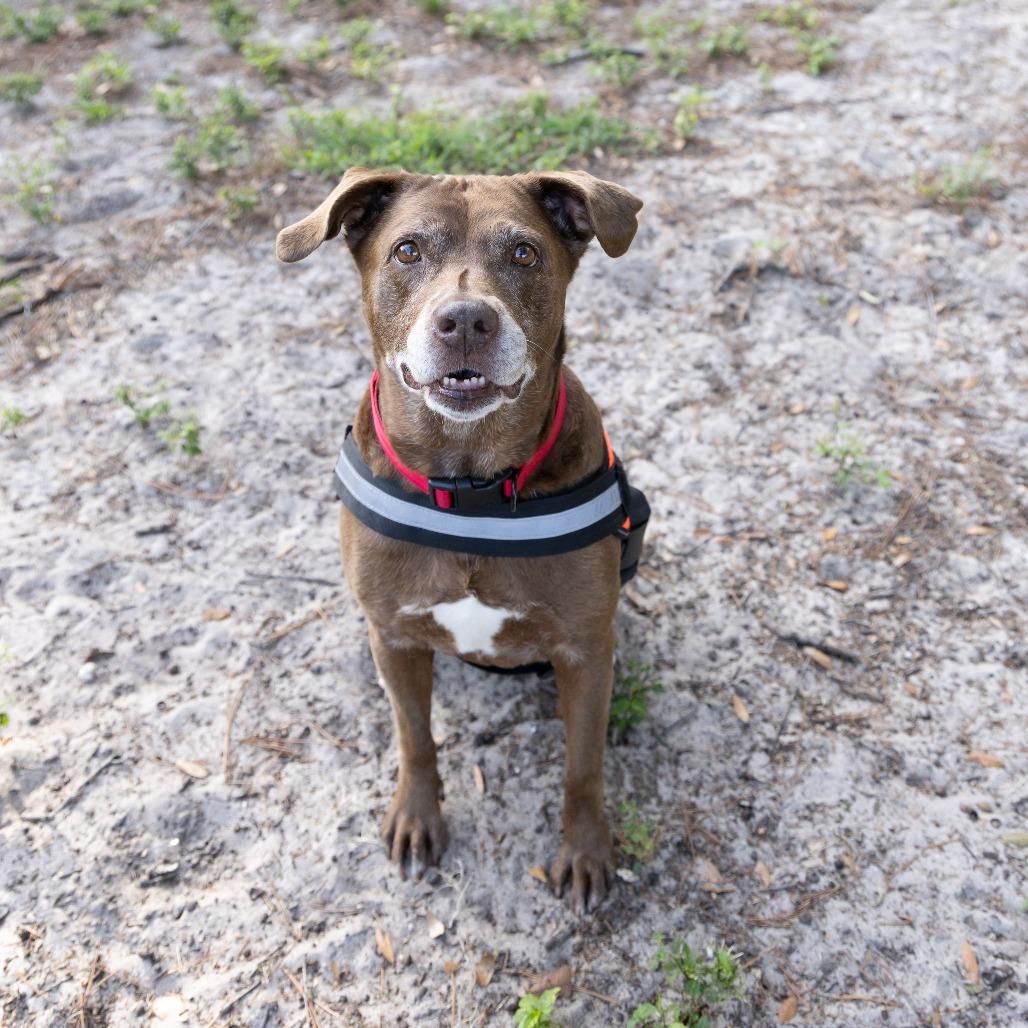 Enlarge Matilda, a Adoptable Mixed Breed in Gainesville, FL image 6/6