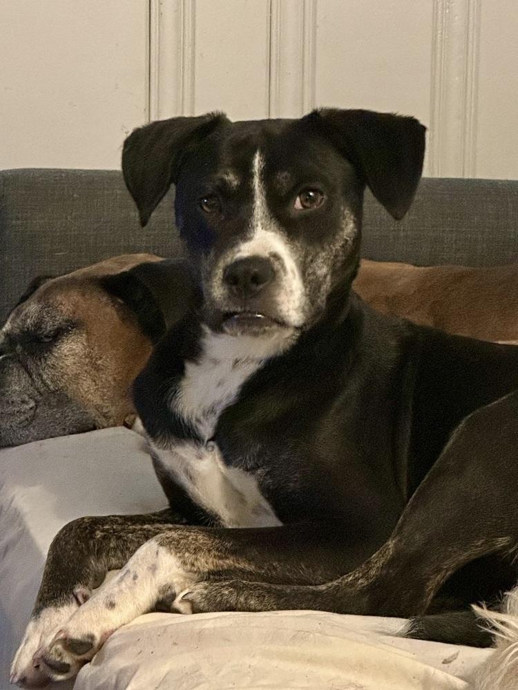 Enlarge Mabel, a Adoptable mixed breed in Akron, OH image 1/6