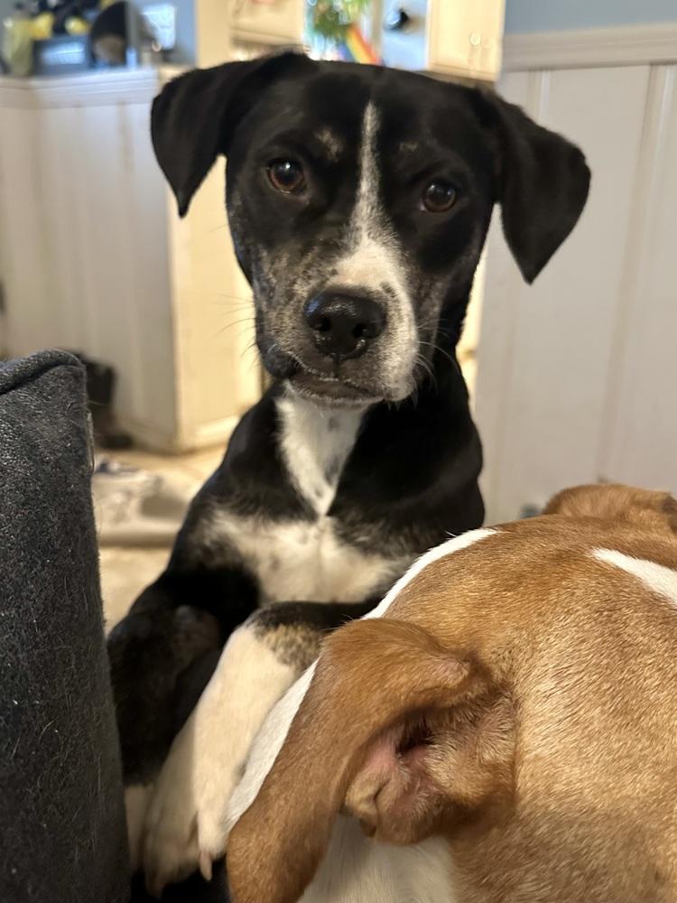 Enlarge Mabel, a Adoptable mixed breed in Akron, OH image 2/6