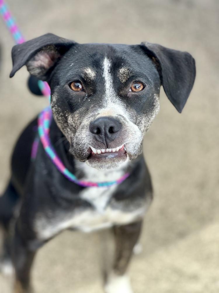 Enlarge Mabel, a Adoptable mixed breed in Akron, OH image 3/6