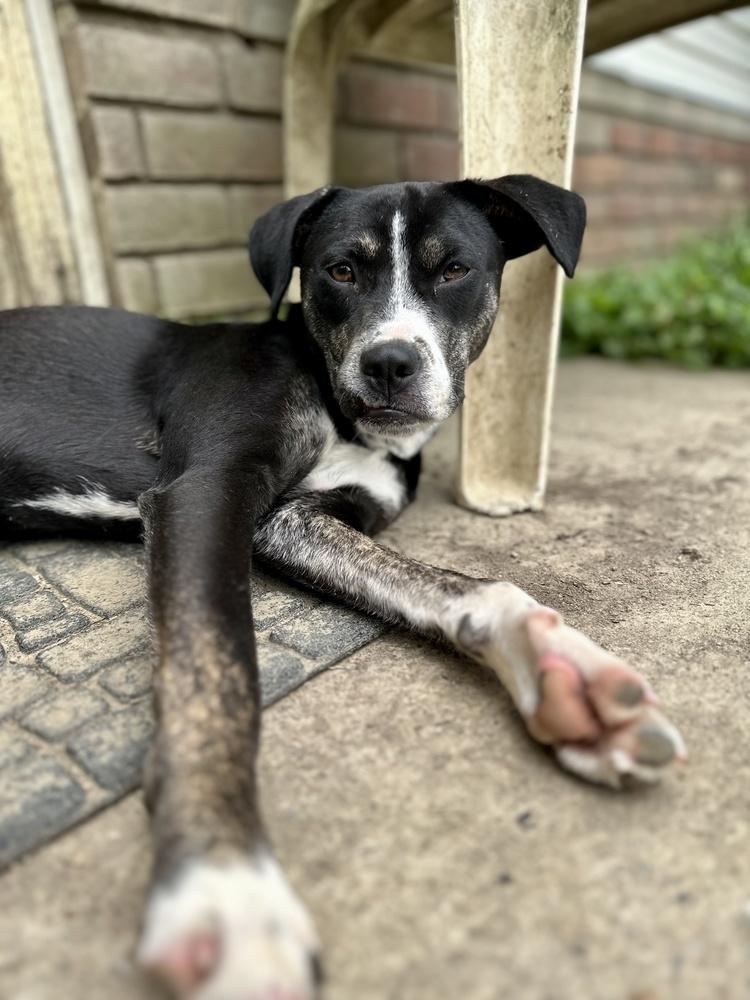 Enlarge Mabel, a Adoptable mixed breed in Akron, OH image 5/6