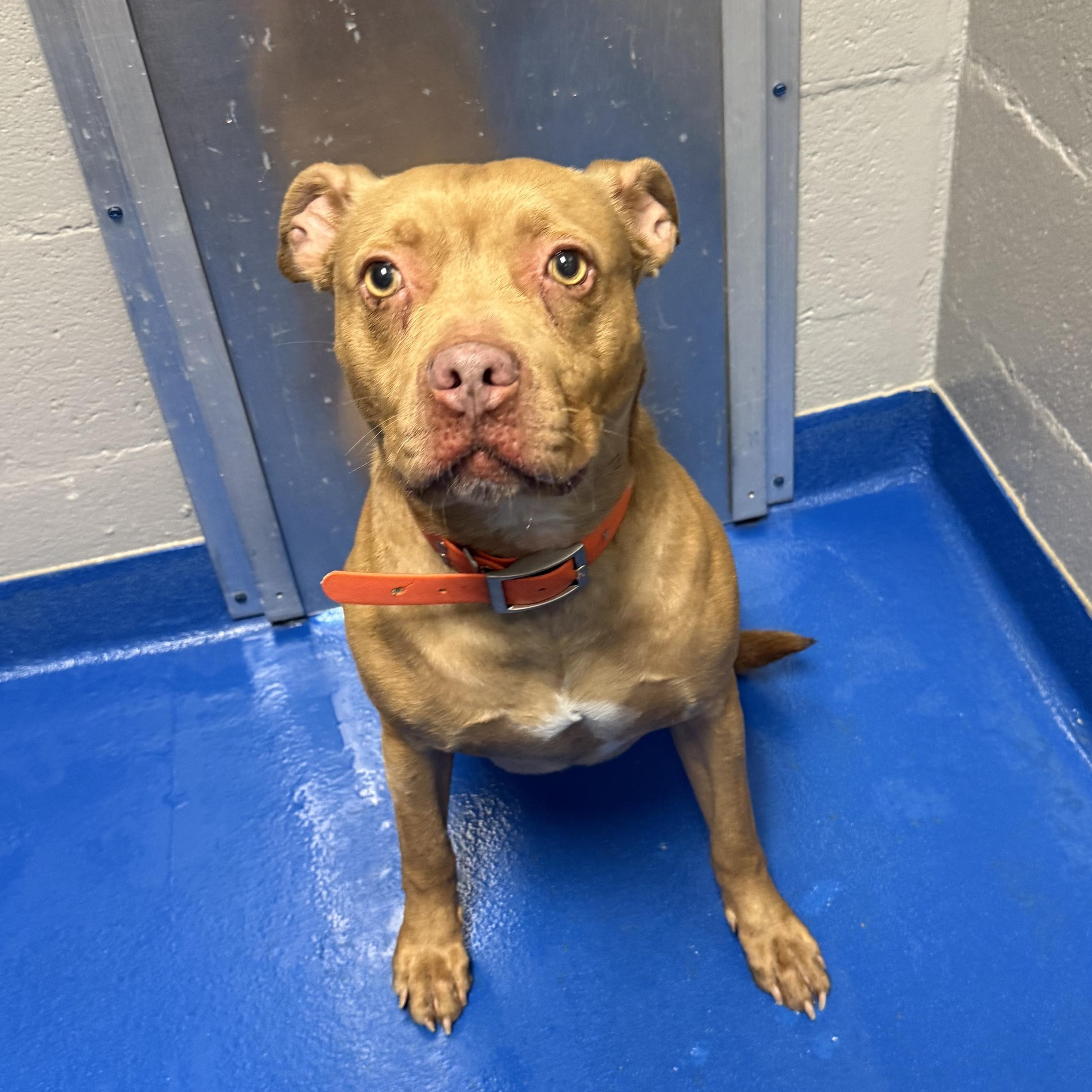 Enlarge Trixie, a ADOPTABLE mixed breed in Lancaster, SC image 3/4