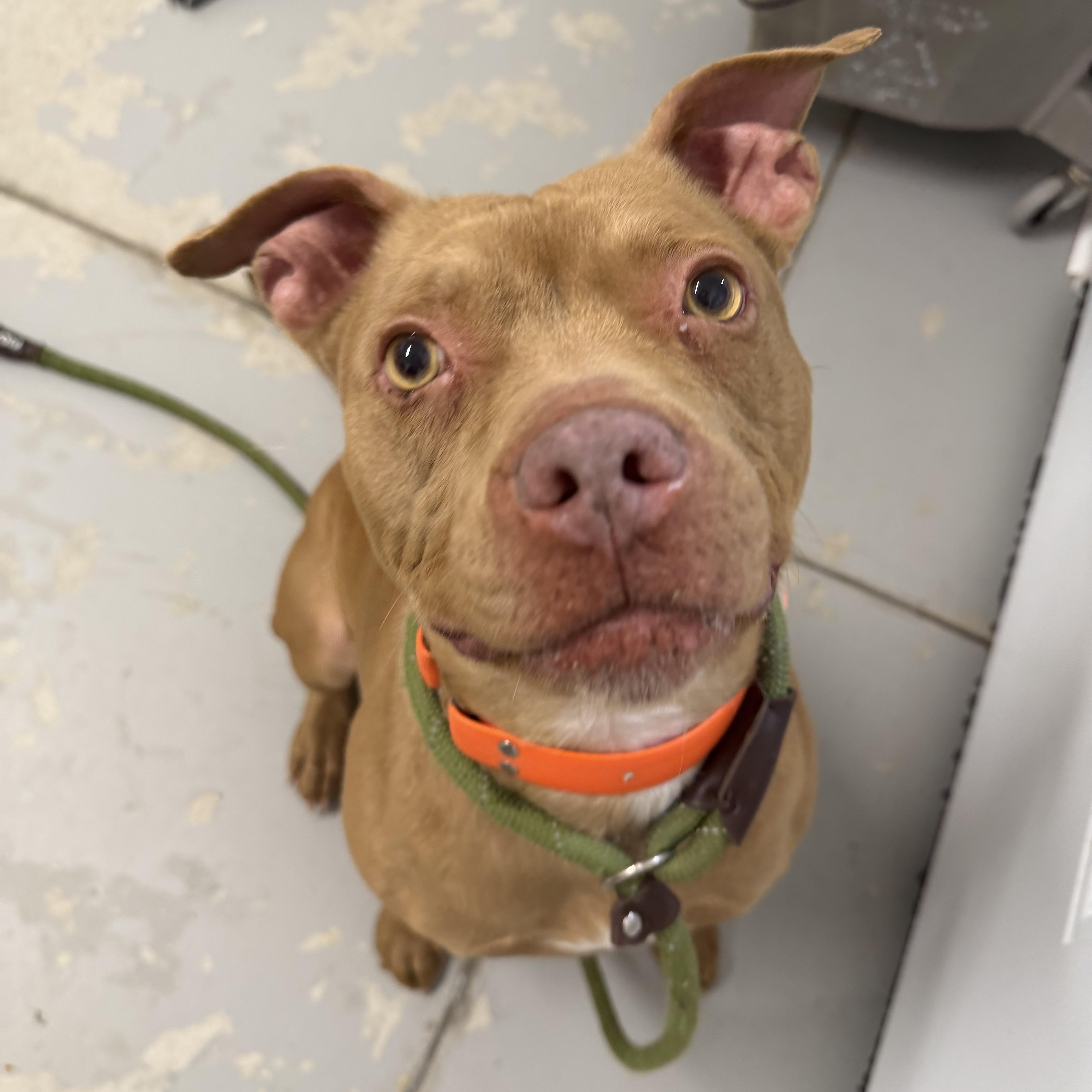 Trixie, ADOPTABLE, Adult Female Terrier.