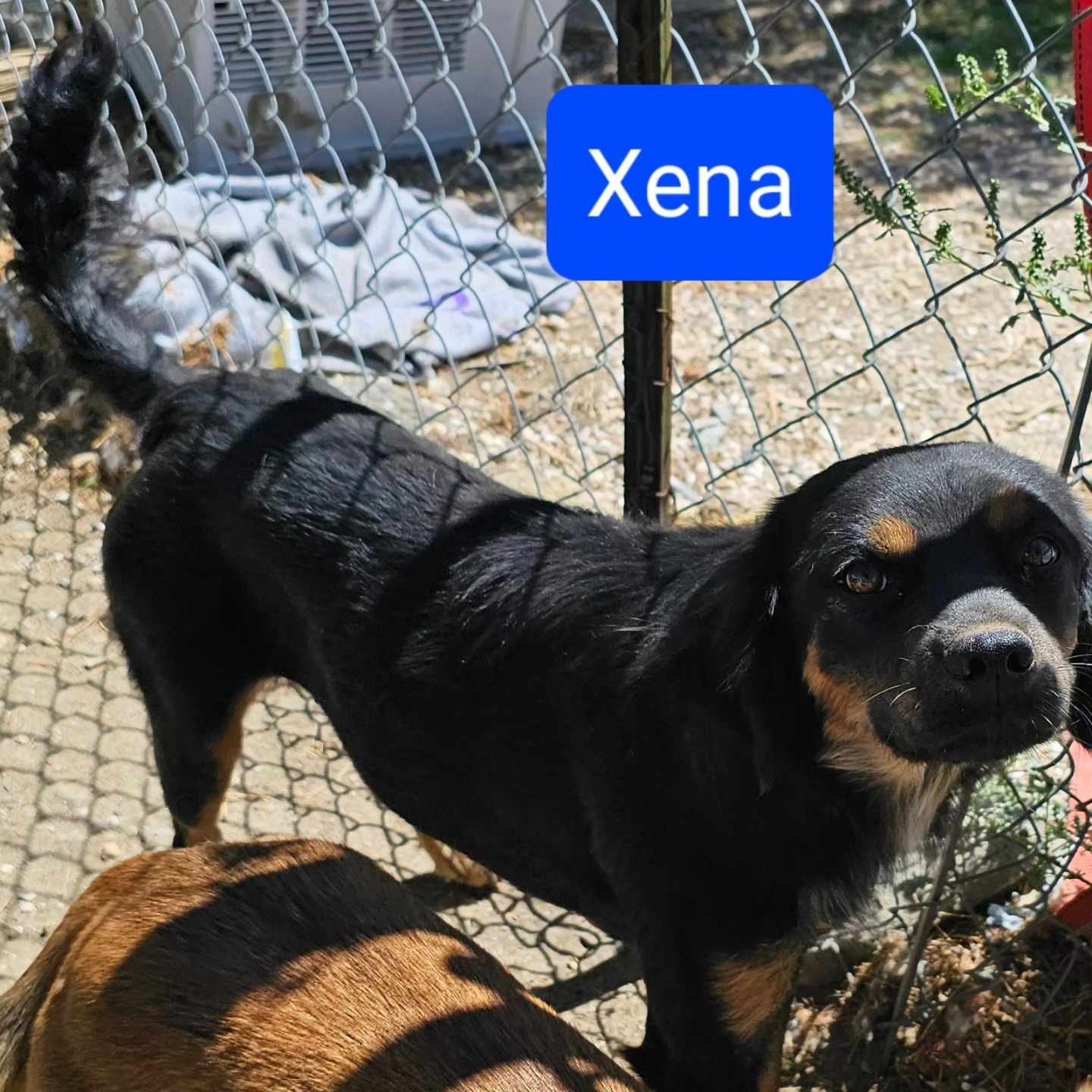 Xena, Adoptable, Young Female Pomeranian & Cattle Dog.