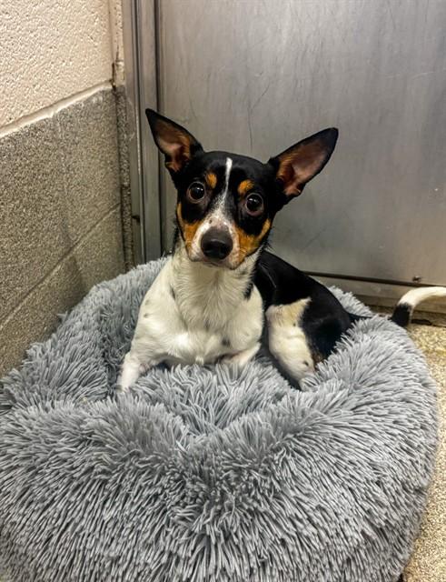 ANDY, Adoptable, Young Male Chihuahua & Mixed Breed.