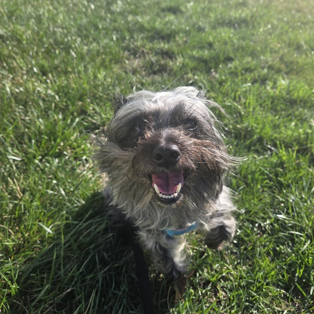 Enlarge Sprite, a Adoptable Terrier in Martinsburg, WV image 1/3