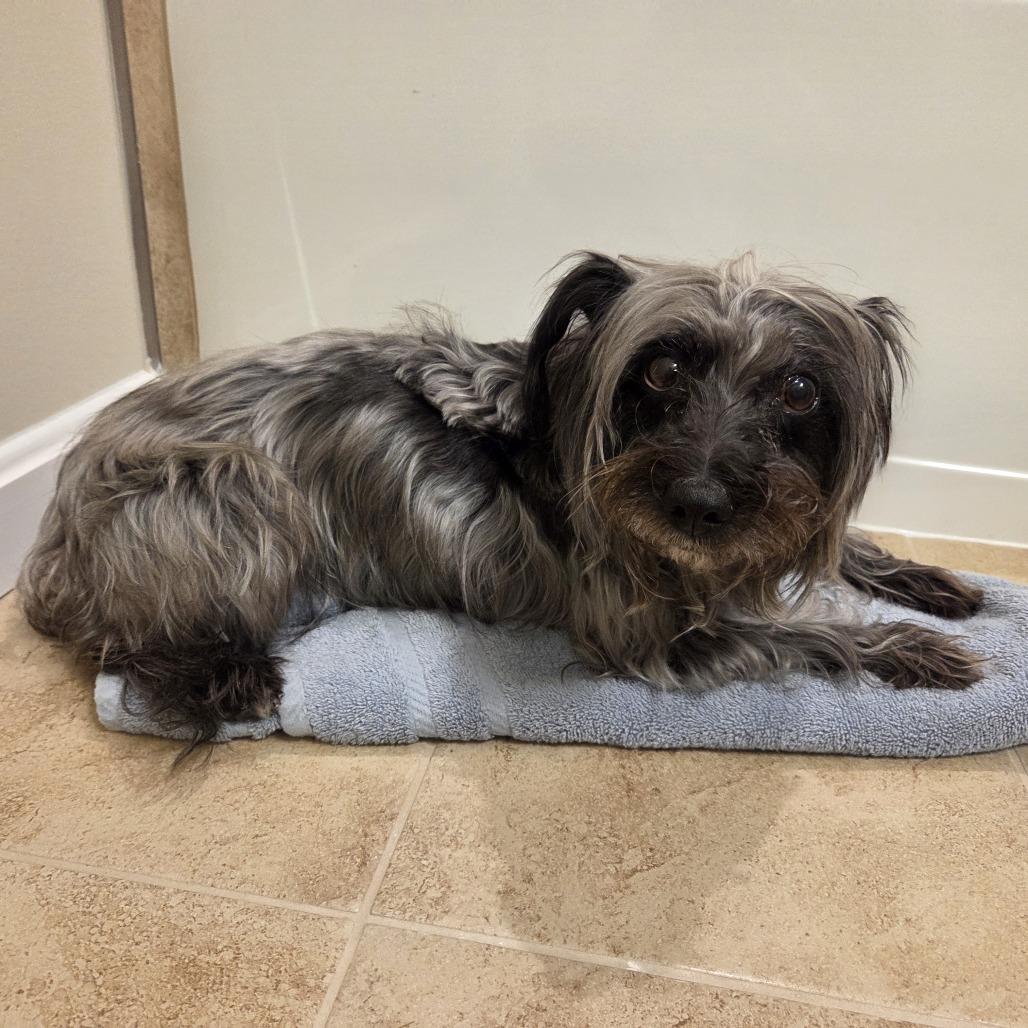 Enlarge Sprite, a Adoptable Terrier in Martinsburg, WV image 2/3