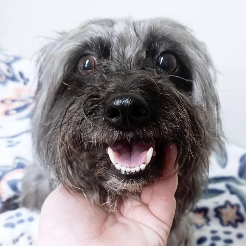 Enlarge Sprite, a Adoptable Terrier in Martinsburg, WV image 3/3