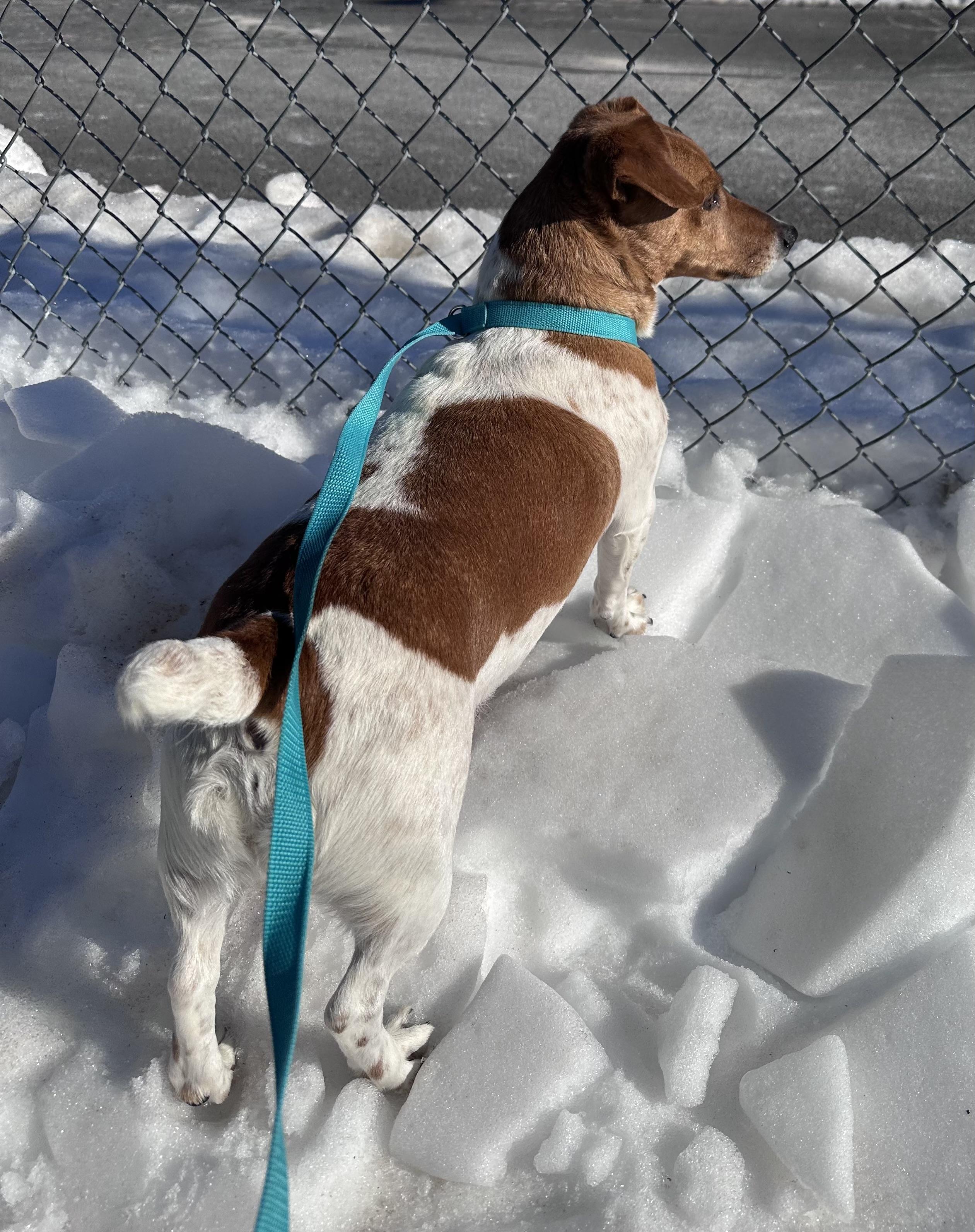 Enlarge Taco, a ADOPTABLE mixed breed in Somerset, NJ image 2/5