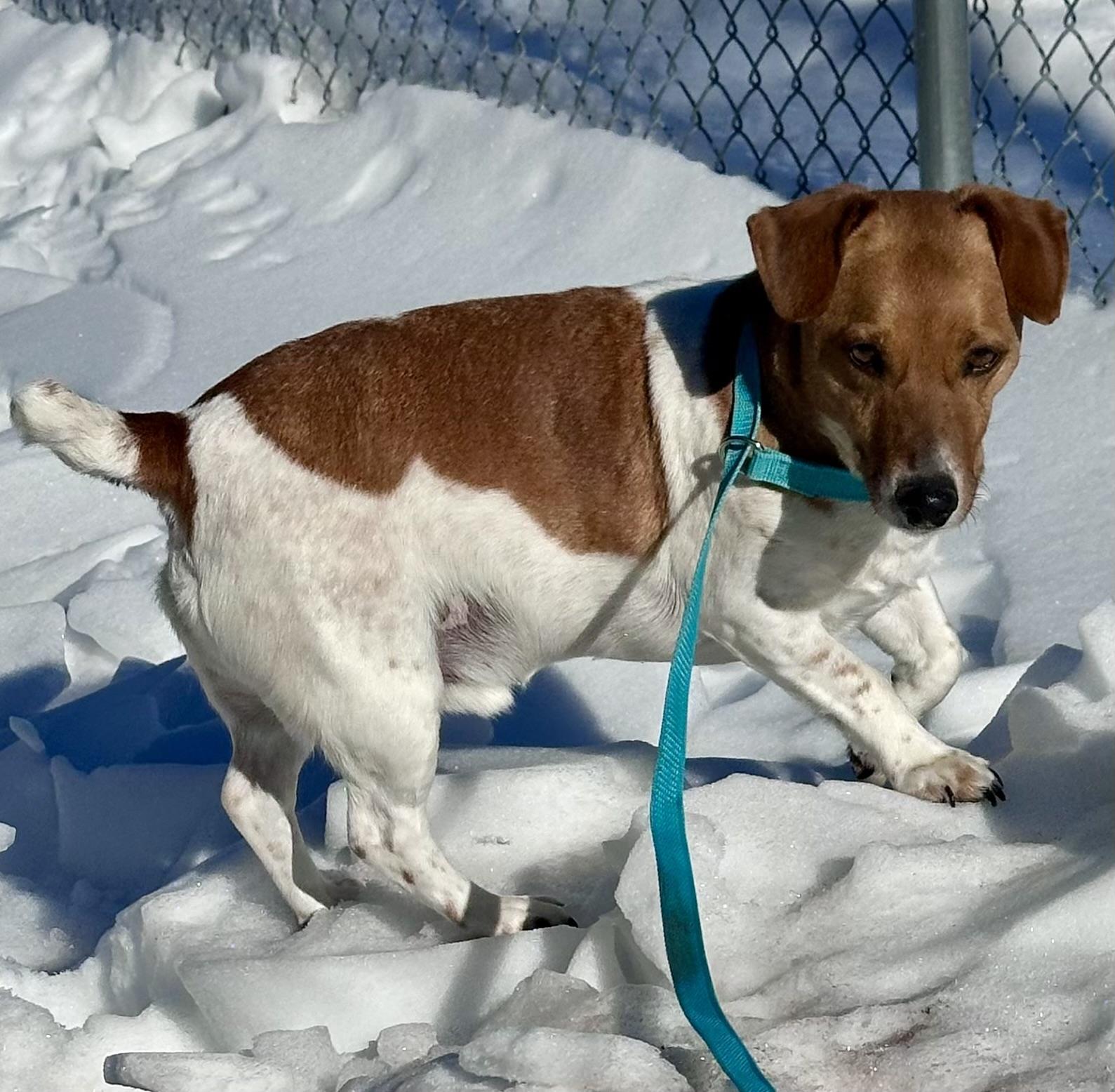 Enlarge Taco, a ADOPTABLE mixed breed in Somerset, NJ image 4/5