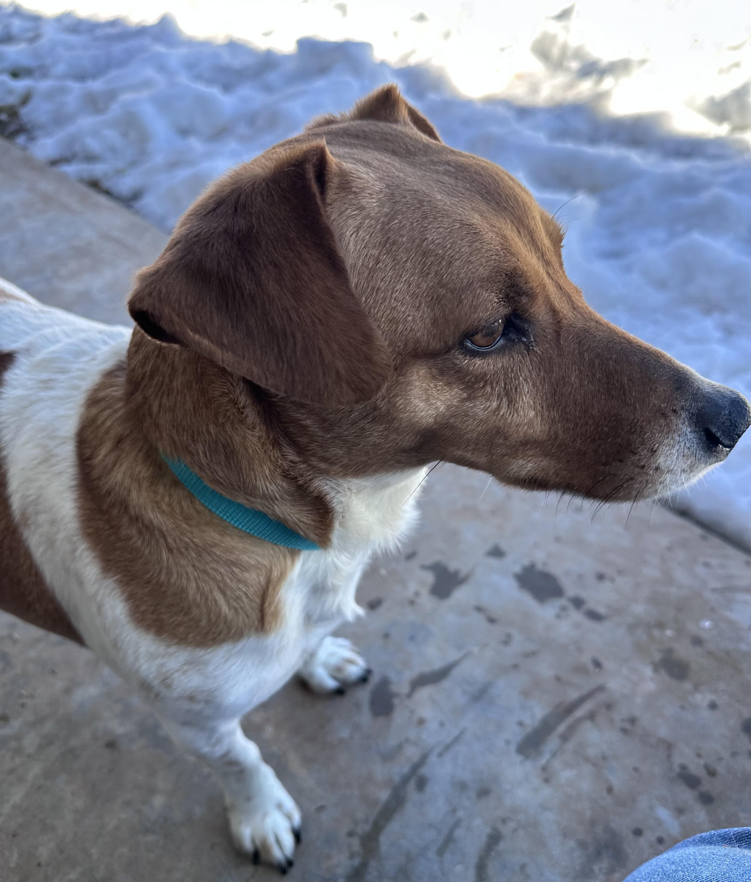 Enlarge Taco, a ADOPTABLE mixed breed in Somerset, NJ image 3/5