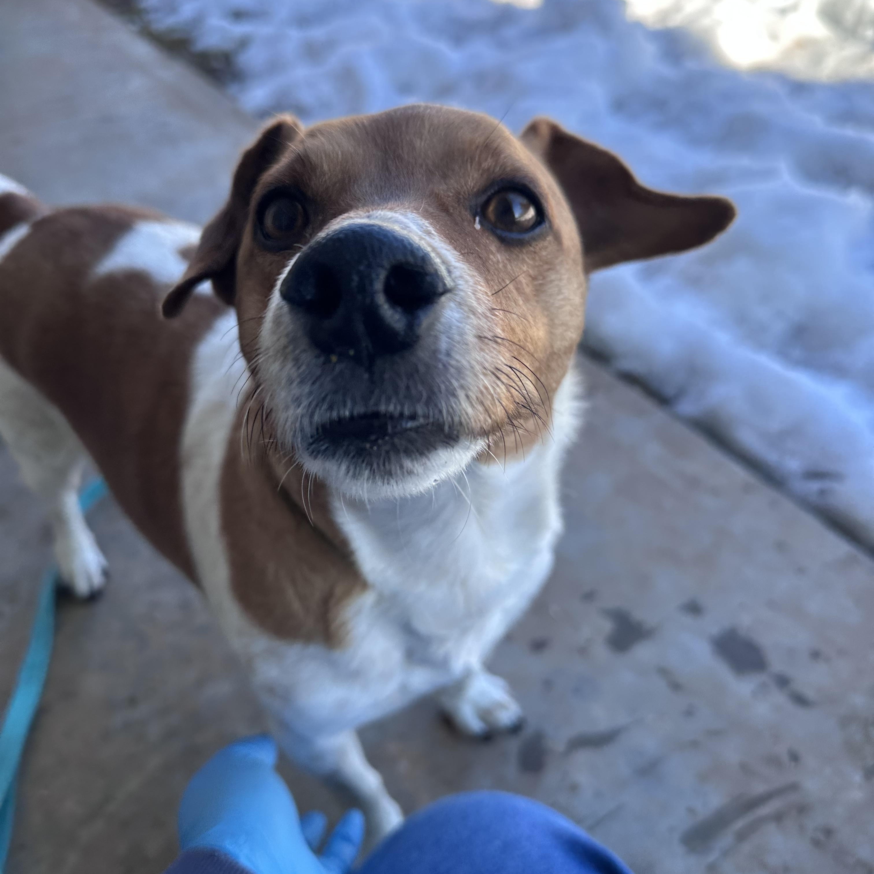 Taco, ADOPTABLE, Adult Male Jack Russell Terrier & Dachshund.