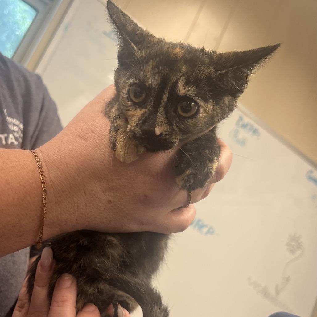 Enlarge Mitzy, a Adoptable Domestic Short Hair in Lake Panasoffkee, FL image 1/2