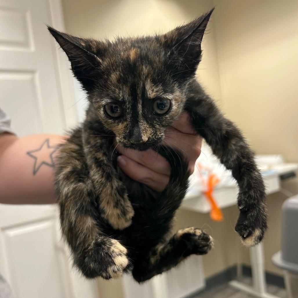 Enlarge Mitzy, a Adoptable Domestic Short Hair in Lake Panasoffkee, FL image 2/2