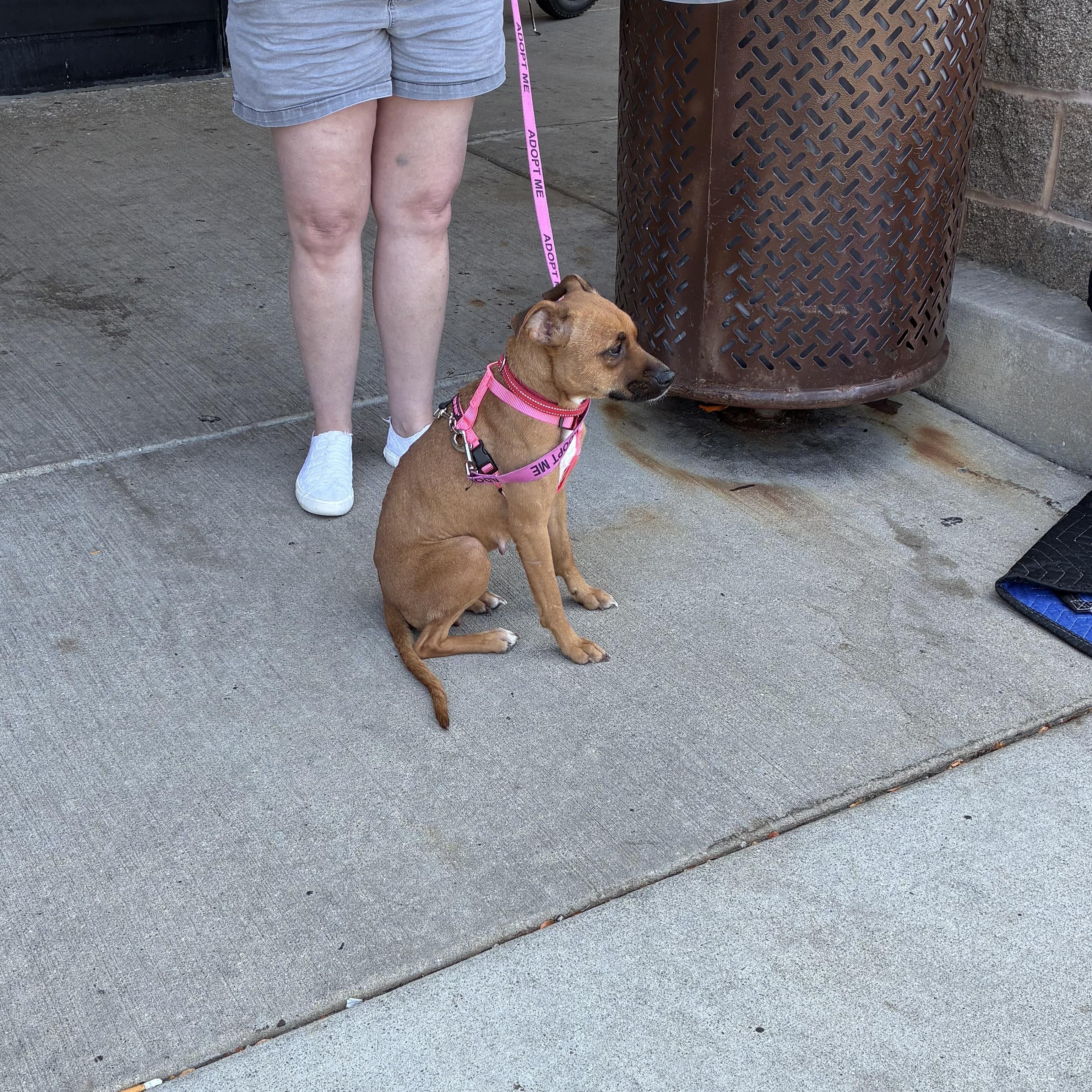 Mouse, a ADOPTABLE mixed breed in Bartlett, IL image 4/5