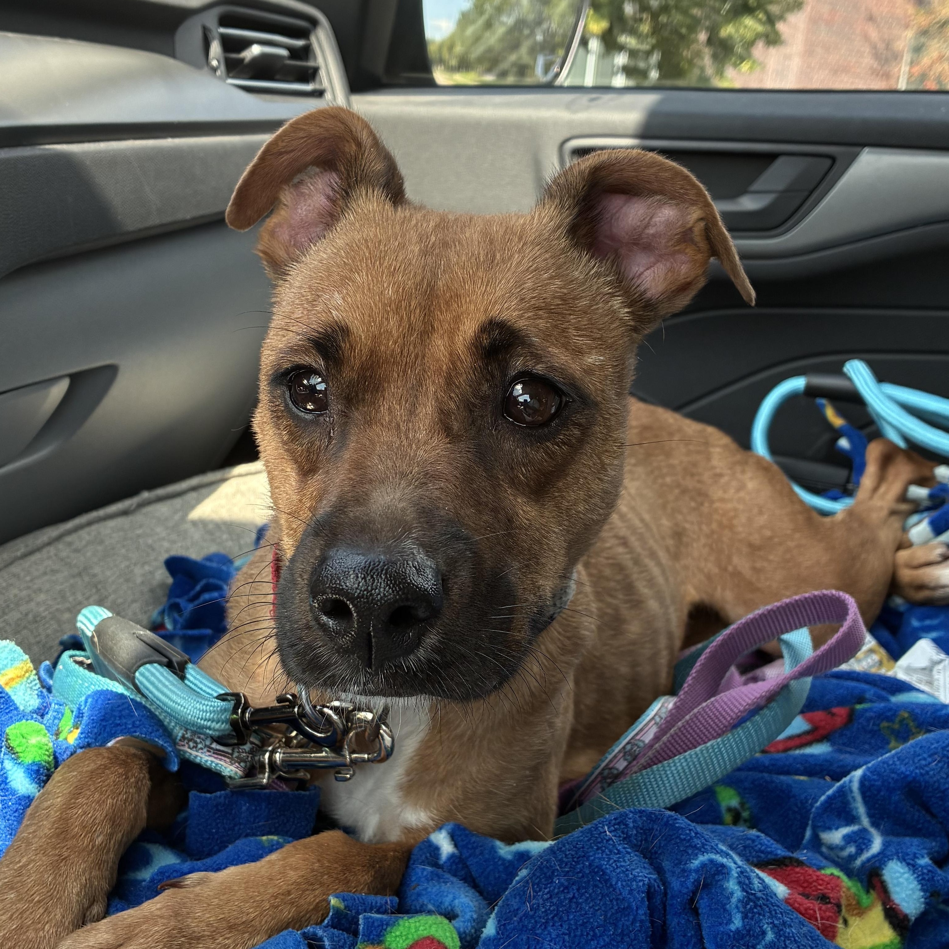 Mouse, ADOPTABLE, Adult Female Boxer & Jack Russell Terrier.