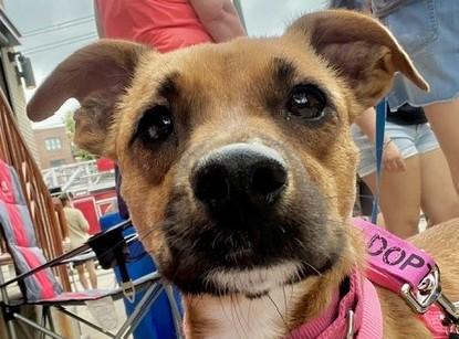 Enlarge Mouse, a Adoptable mixed breed in Bartlett, IL image 1/6