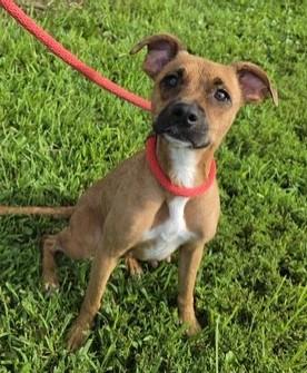 Enlarge Mouse, a Adoptable mixed breed in Bartlett, IL image 3/6