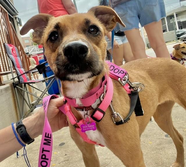 Enlarge Mouse, a Adoptable mixed breed in Bartlett, IL image 5/6