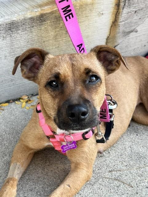 Enlarge Mouse, a Adoptable mixed breed in Bartlett, IL image 2/6