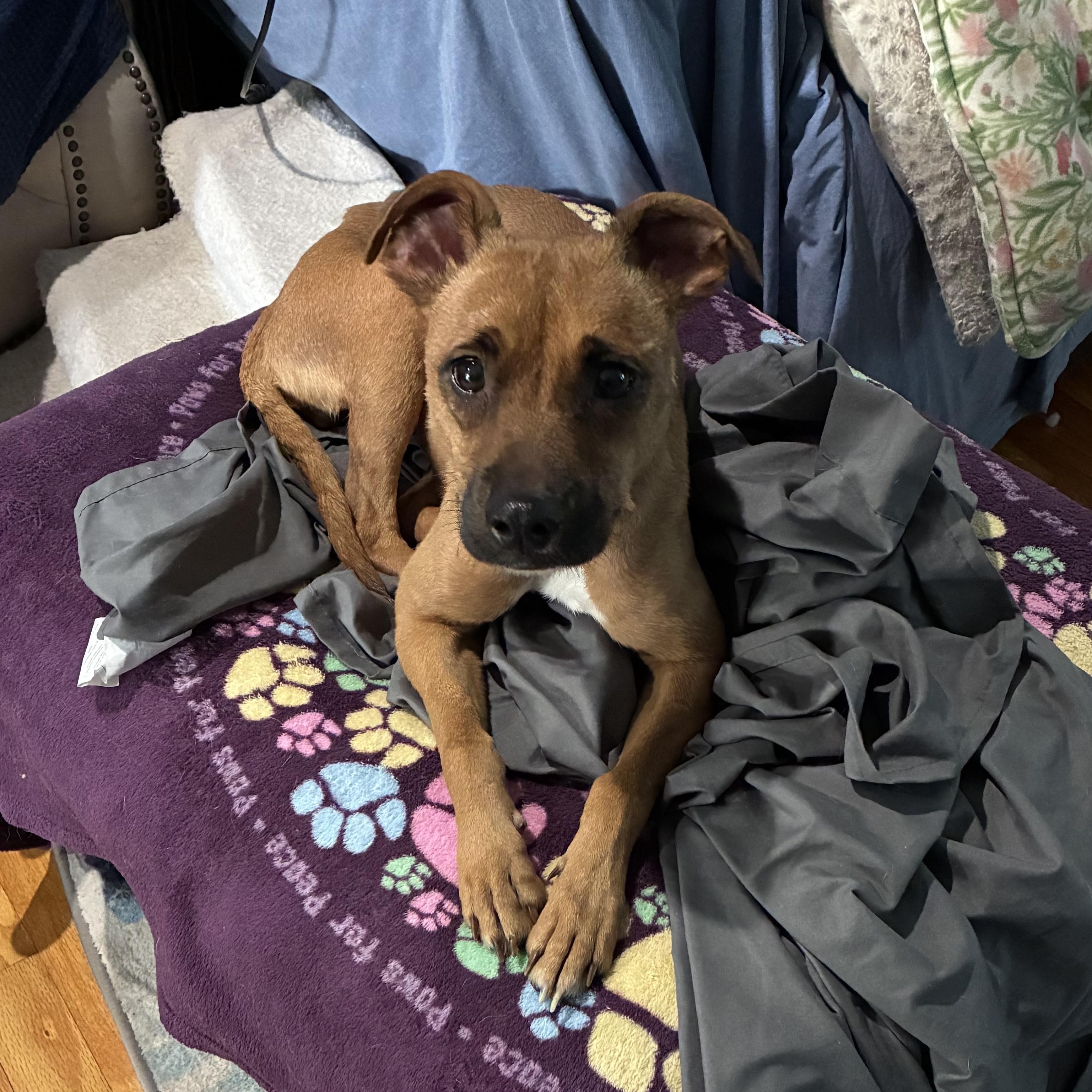 Mouse, a ADOPTABLE mixed breed in Bartlett, IL image 2/5