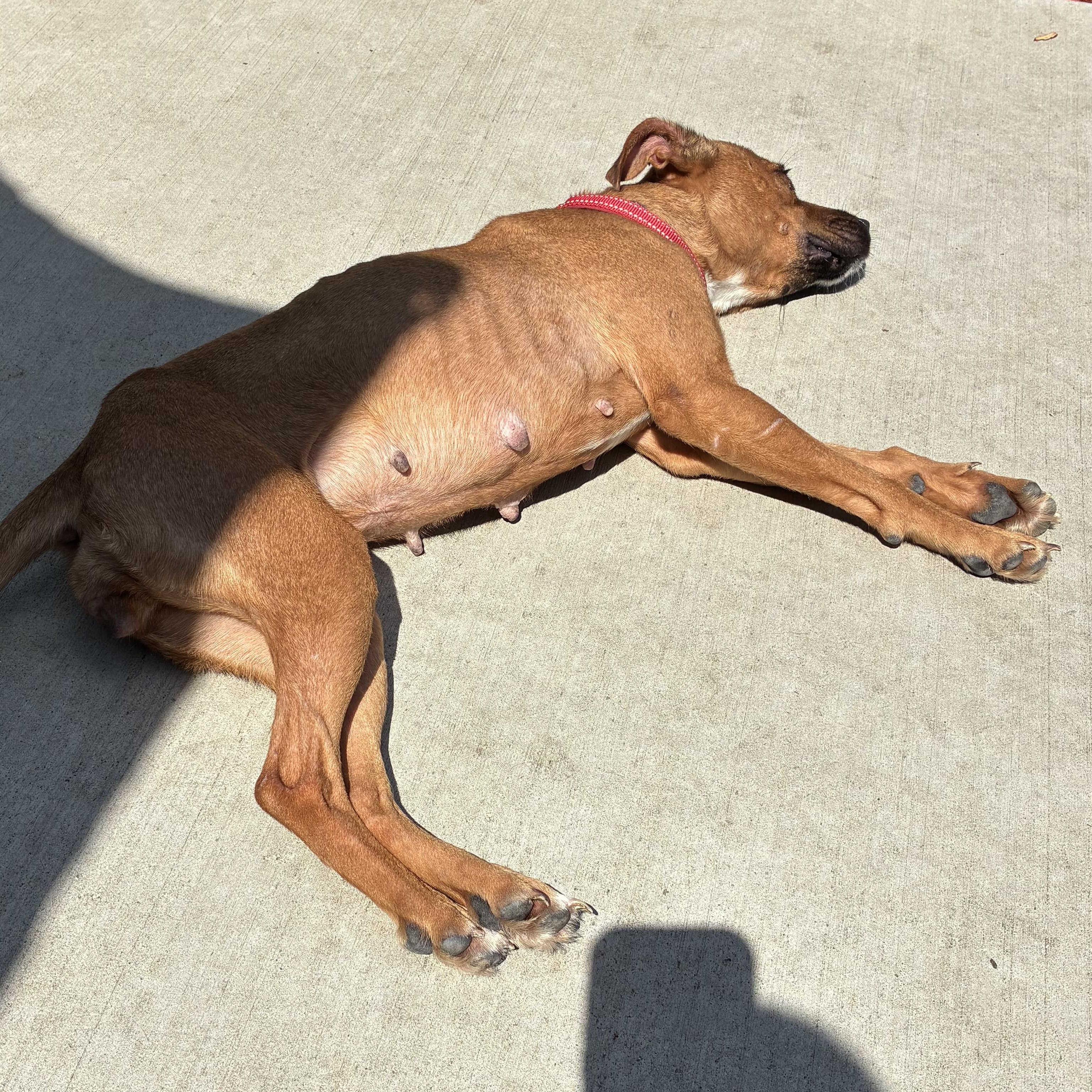 Mouse, a ADOPTABLE mixed breed in Bartlett, IL image 5/5