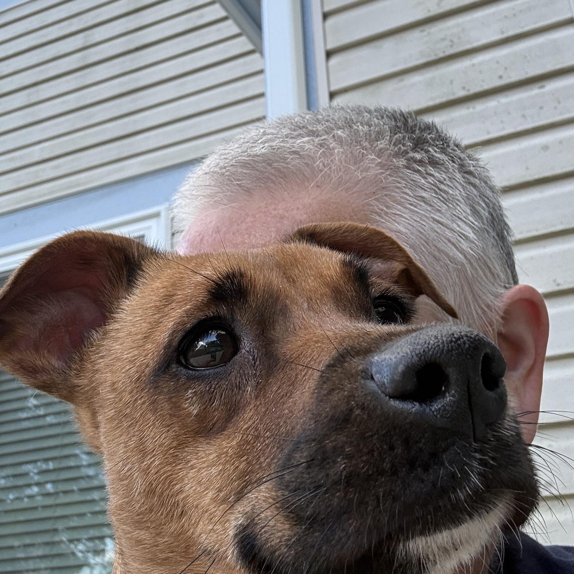 Mouse, a ADOPTABLE mixed breed in Bartlett, IL image 3/5