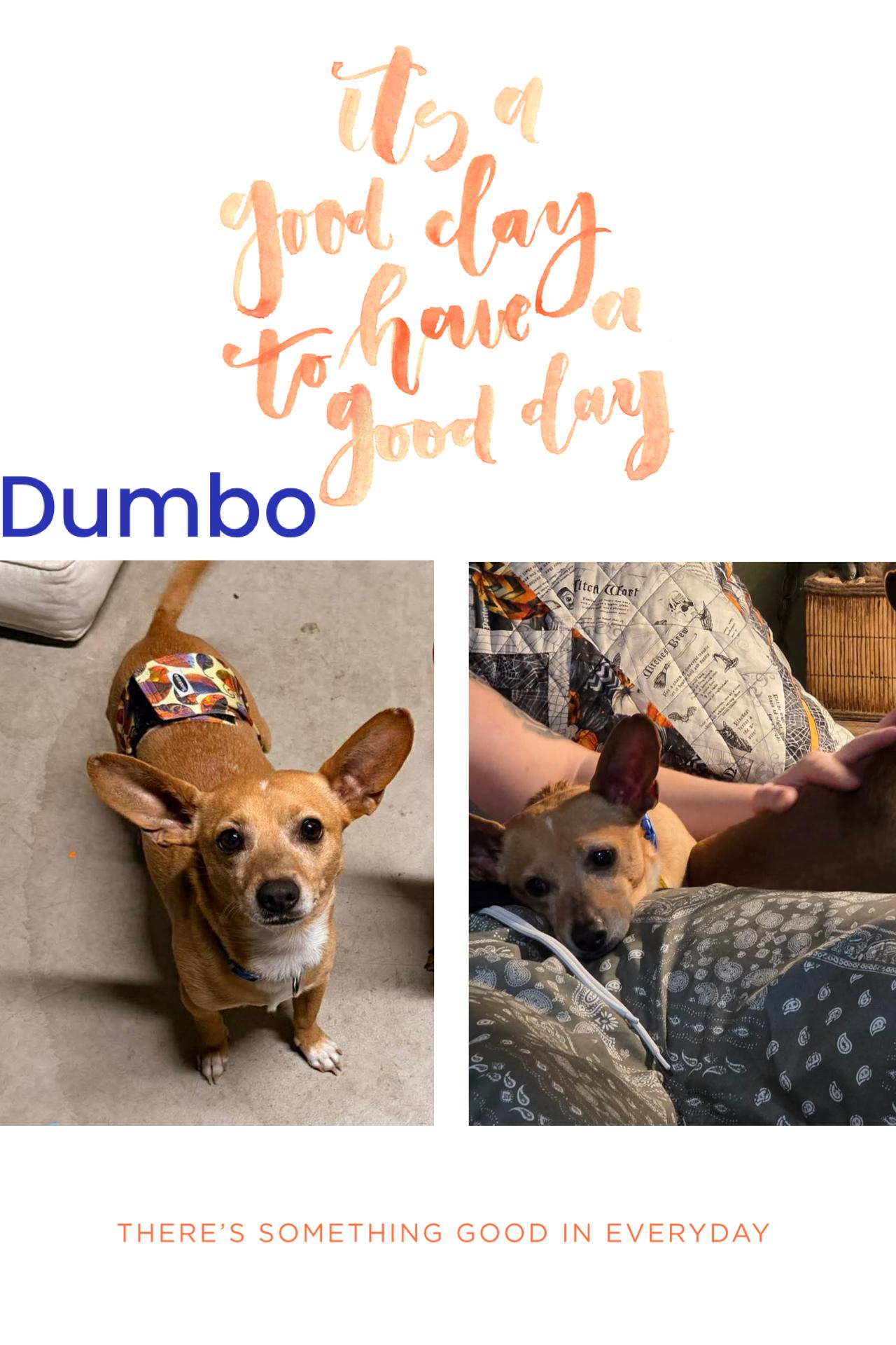 Dumbo, ADOPTABLE, Adult Male Chihuahua.