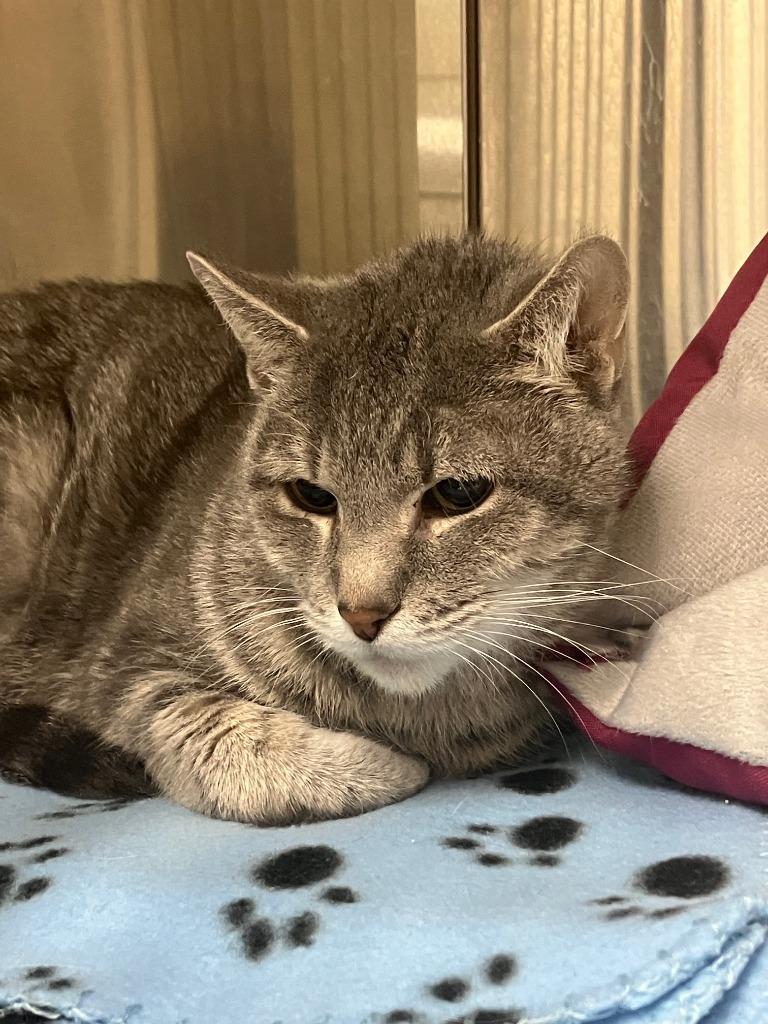 Bella, Adoptable, Adult Female Domestic Short Hair.