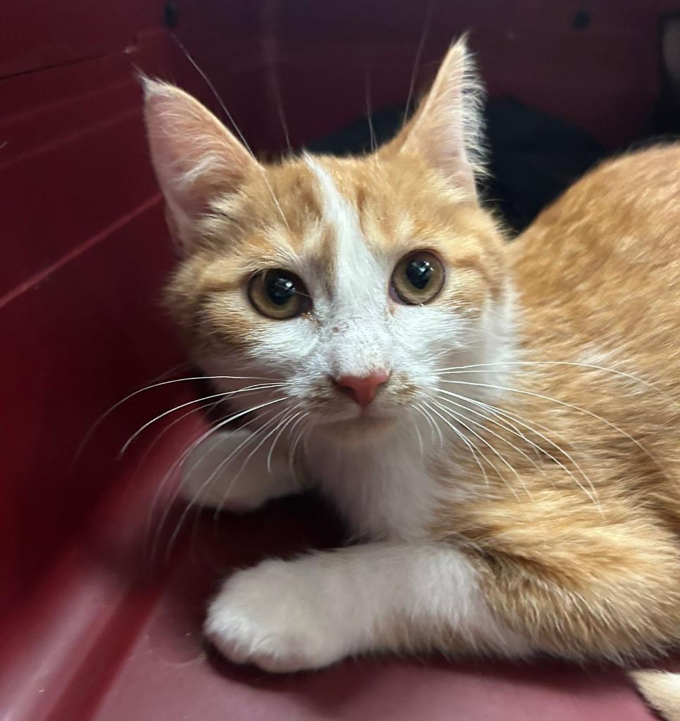 Enlarge Misdemeanour (Misdemeanor), a Adoptable mixed breed in Richmond, BC image 1/1