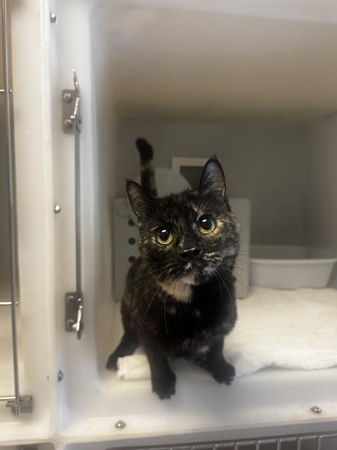 Enlarge CHEYENNE, a Adoptable Domestic Short Hair in Statesville, NC image 1/1