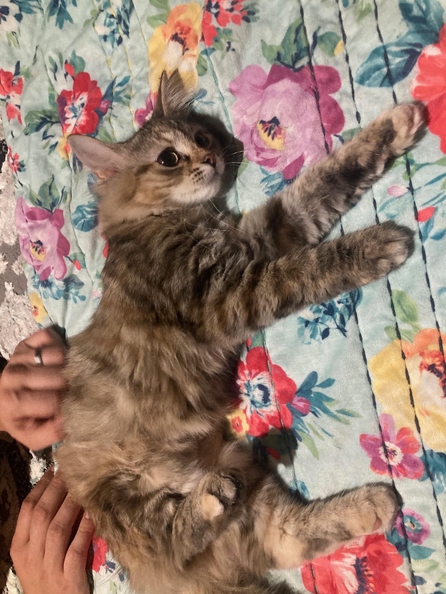 Enlarge Macadamia, an adopted Domestic Long Hair in Lake Orion, MI image 2/2