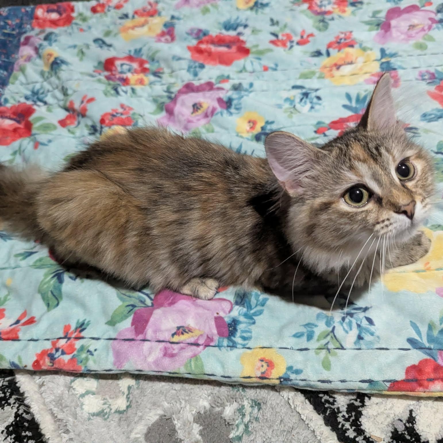 Macadamia, adopted, Kitten Female Domestic Long Hair.