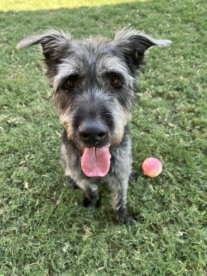 Scout* A157680, an adoptable Schnauzer, Pit Bull Terrier in Plano, TX, 75093 | Photo Image 1