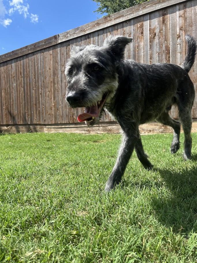 Scout A157680 photo 3