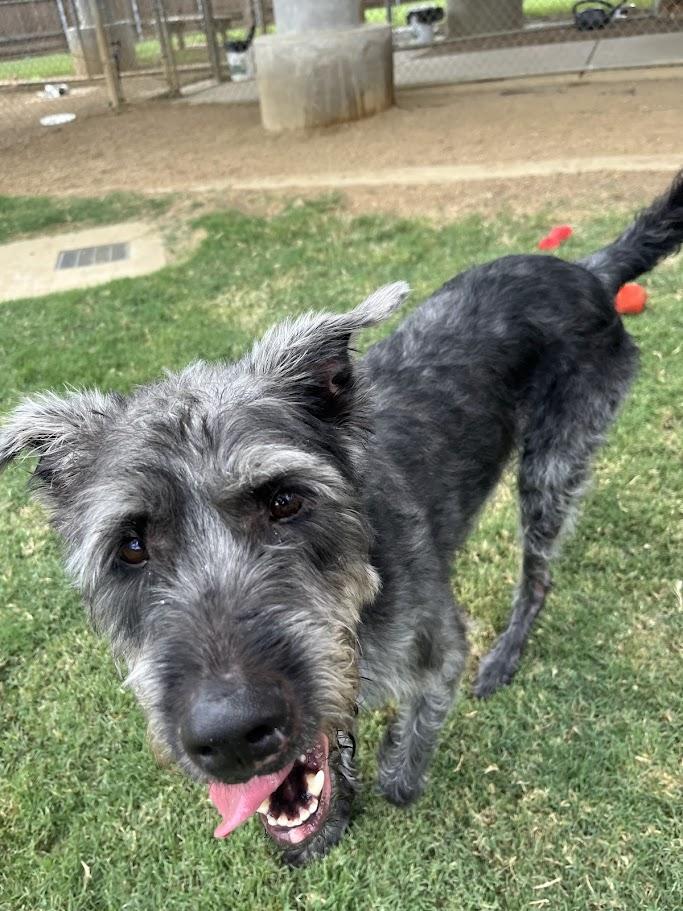 Scout* A157680, an adoptable Schnauzer, Pit Bull Terrier in Plano, TX, 75093 | Photo Image 5