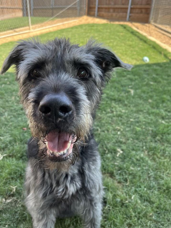 Scout* A157680, an adoptable Schnauzer, Pit Bull Terrier in Plano, TX, 75093 | Photo Image 3