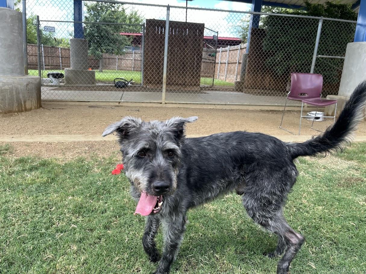 Scout* A157680, an adoptable Schnauzer, Pit Bull Terrier in Plano, TX, 75093 | Photo Image 1