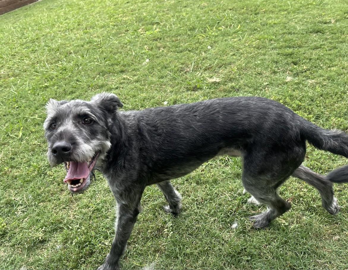 Scout* A157680, Adult Male unknown