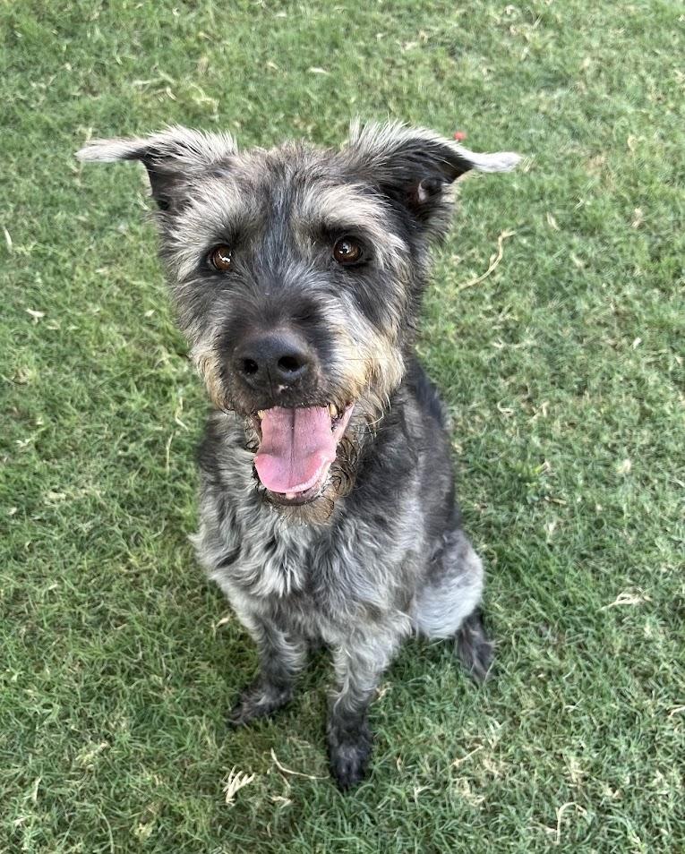 Scout* A157680, an adoptable Schnauzer, Pit Bull Terrier in Plano, TX, 75093 | Photo Image 2