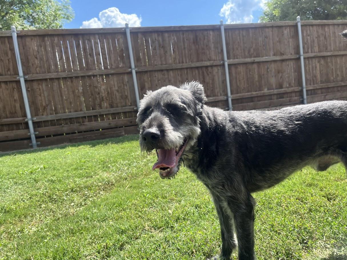 Scout A157680 photo 2